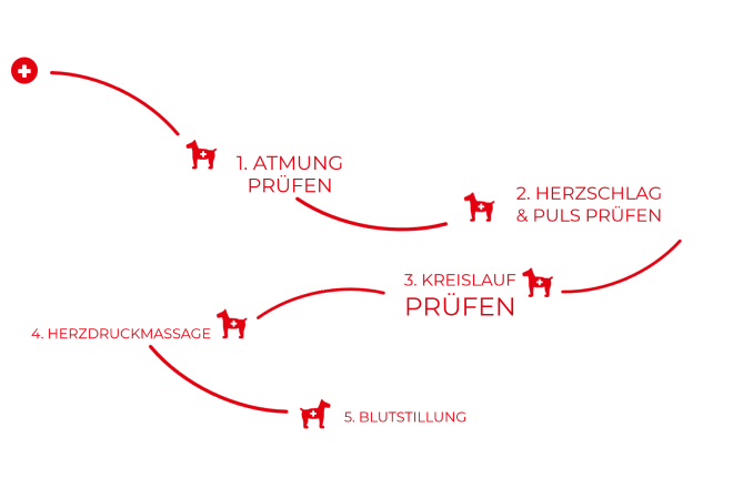 DRK Kursangebot: Erste Hilfe am Hund