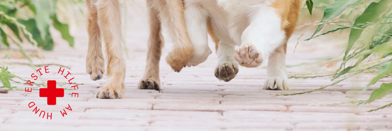 Erste Hilfe am Hund